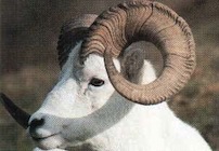 mouflon