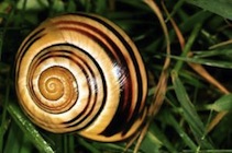 escargot