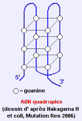 quadruplex