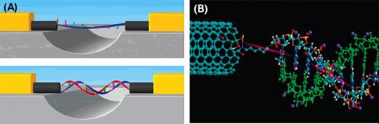 Mesure de la conductivit de l'ADN selon Choi