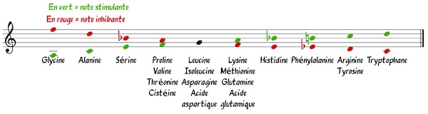 notes des acides aminés