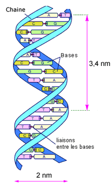 ADN