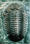 trilobite