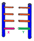 chromosomes