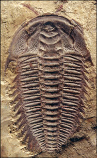 Trilobite cd Maotianshan