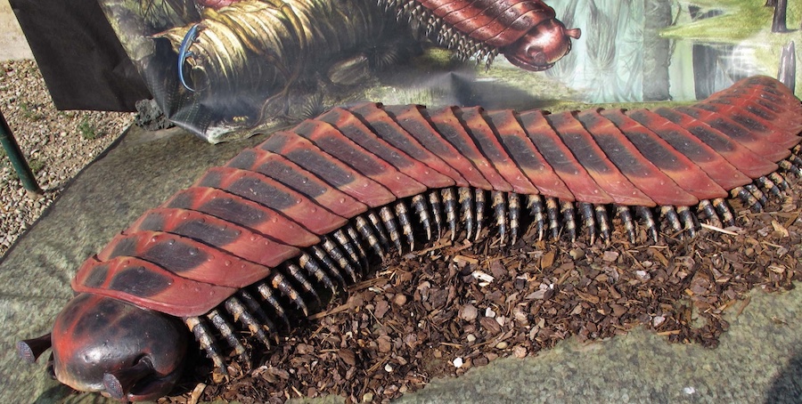 Arthropleura