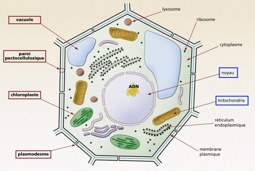 Cellule végétale