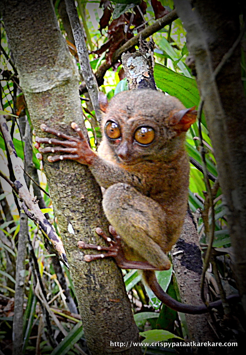 Tarsier aux Philippines